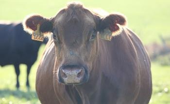 研究人员开发基因组技术来分析牛的适应性