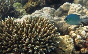 Study Reveals That Bleached Coral Reefs Are Still a Source of Nutritious Seafood