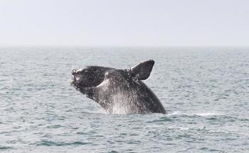 Hopeful Future for Endangered Whales Thanks to Funding Boost