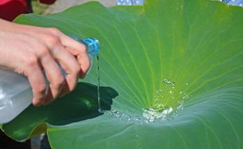 Lotus Effect: Self-cleaning Bioplastics Repel Liquid and Dirt