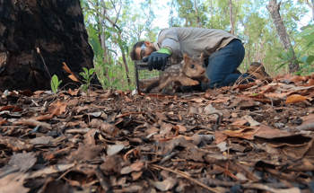 Quoll-ity Research Aims to Help Northern Quoll Bounce Back