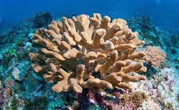 研究人员解释了为什么一些物种对海洋酸化更有抵抗力