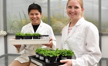 Green Shoots in Plant Studies: Researchers Investigate New Tools for Better Food Crops