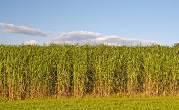 Bioenergy Production Aids in Climate Change Mitigation
