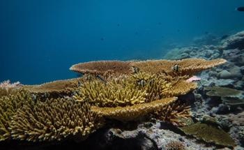 Coral Reefs in Protected Areas can Recover Quickly After Mass Coral Bleaching Events