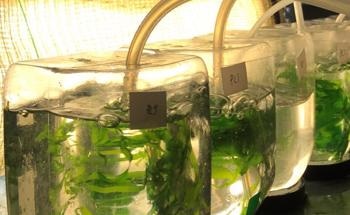 Sustainable Seaweed Cultivation Using Process Water from the Food Sector