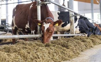 Valio and Atria are First in Finland to Pilot Feed Additive Made by DSM - Methane Emissions from Cows can be Reduced by 30 Percent