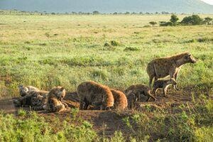 气候变化对斑鬣狗觅食行为的影响