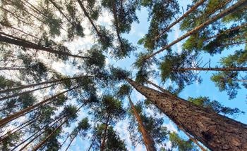 研究首次提供了地上森林生物量及其储存碳的近全球估计
