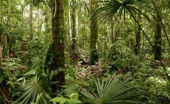 研究发现，亚马逊雨林正受到不断变化的土地利用的威胁