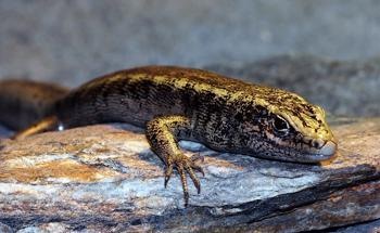 Study: One in Five Reptile Species Threatened with Extinction