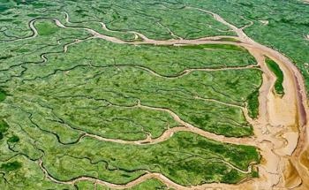 湿地中的沼泽植物促进碳捕获