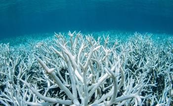 Climate-Smart Policies Need to Be Implemented to Save Coral Reefs from Extinction