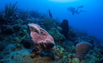 加勒比海的热带区域可能会导致全球变暖的高度，以及全球范围内的脆弱的珊瑚礁