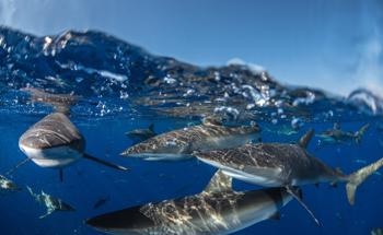 Just Keep Swimming … Silky Sharks are Setting Records