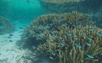 科学家揭示了大堡礁的气候变化历史