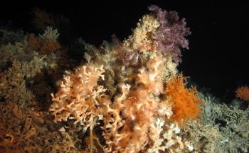 冷水珊瑚对全球变暖的抵抗力