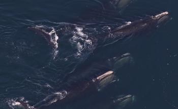 研究人员测量了科德角湾鲸鱼栖息地的变化