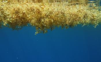 Groundbreaking Project to Convert the Seaweed Sargassum into Ethanol for Use in Plastics, C-Cause, Selected for German Government’s ‘Disruptive Innovation’ Grant