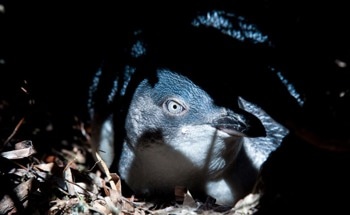 Little Penguins' Survival Battles Heat Up