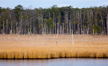 Habitat Changes Along the Atlantic Coast Will Release Even More Carbon Into the Atmosphere, Study Predicts