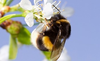 Changing Temperatures are a Major Environmental Factor Driving Changes in Bumble Bee Community