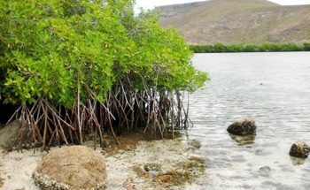 New Reason to Protect Mangrove Forests