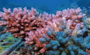 Coral Genome Reveals Pathway for Cysteine Biosynthesis