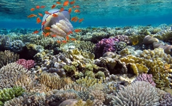 Millions More People Depending on Coral Reefs