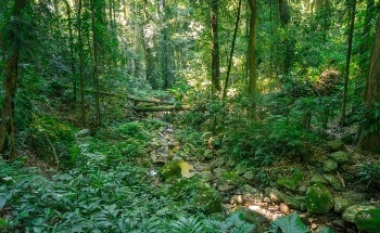 森林的生物多样性危机展开