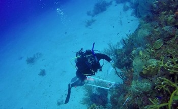 A Viable Strategy for Mitigating the Spread of Infectious Diseases in Corals