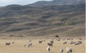 Effects of Grazing on Ecosystem Services Across the World’s Drylands
