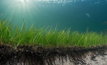 The Significance of Seagrass in Halting the Tide of Coastal Erosion