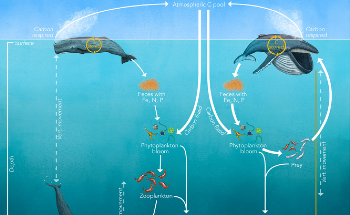The Role of Whales in the Carbon Cycle