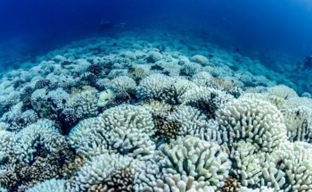 Coral Reefs Subjected to Threatening by Hidden Heatwaves