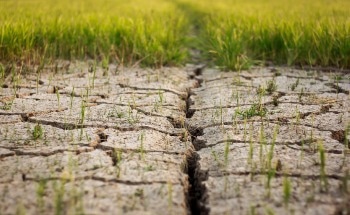 Investigating the Effect of Drought on Vegetation and Soil