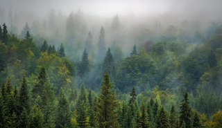 Human-made “Unstable” Conditions Result in Lower Carbon Storage in Forests