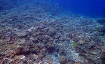 eDNA Method: A Powerful Tool to Survey Coral Reefs