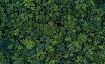 气候变化对热带森林生态系统的影响