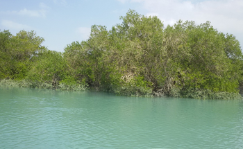 Novel Methods to Enhance Mangrove Forest Preservation