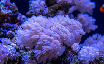 Preserving Coral–Algal Relationships in the Face of Climate Change