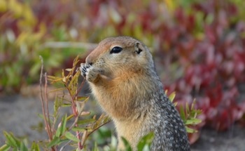 Hibernation Behavior of Arctic Ground Squirrels