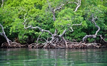 Calculating the Economic and Climatic Benefits of Mangroves