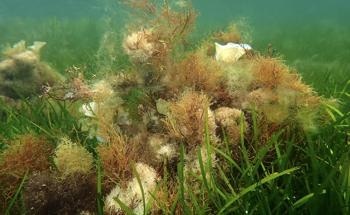 Assessing the Functional Recovery of a Marine Macroalgal Forest