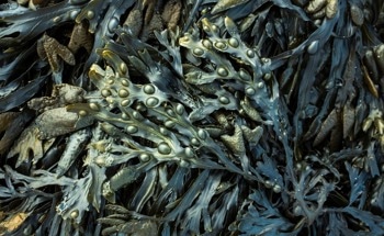 An Analysis of Seaweed’s Efficacy to Help Reduce Climate Change