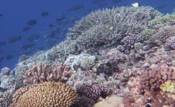 新方法帮助为礁修复选择珊瑚物种”><span class=