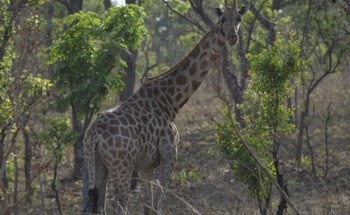 Poaching Threatens to Drive Kordofan Giraffes to Extinction