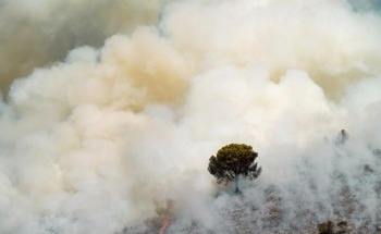 Effective Preventive Forest Management Through Controlled Burning