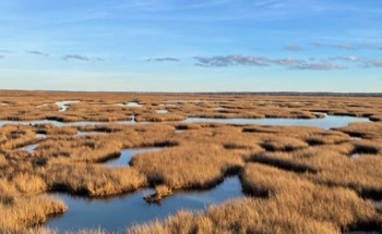 Sediment Supply of Coastal Watersheds Inadequate to Sustain Tidal Wetlands