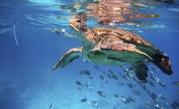 Global Warming's Toll on Sea Turtle Populations